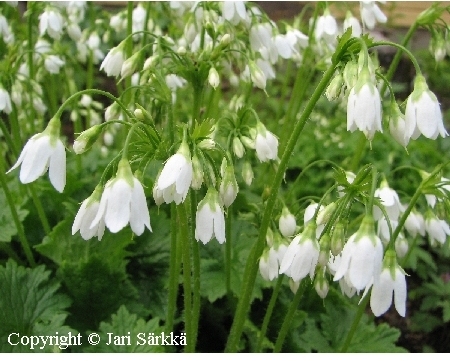 Cortusa matthioli f. alba